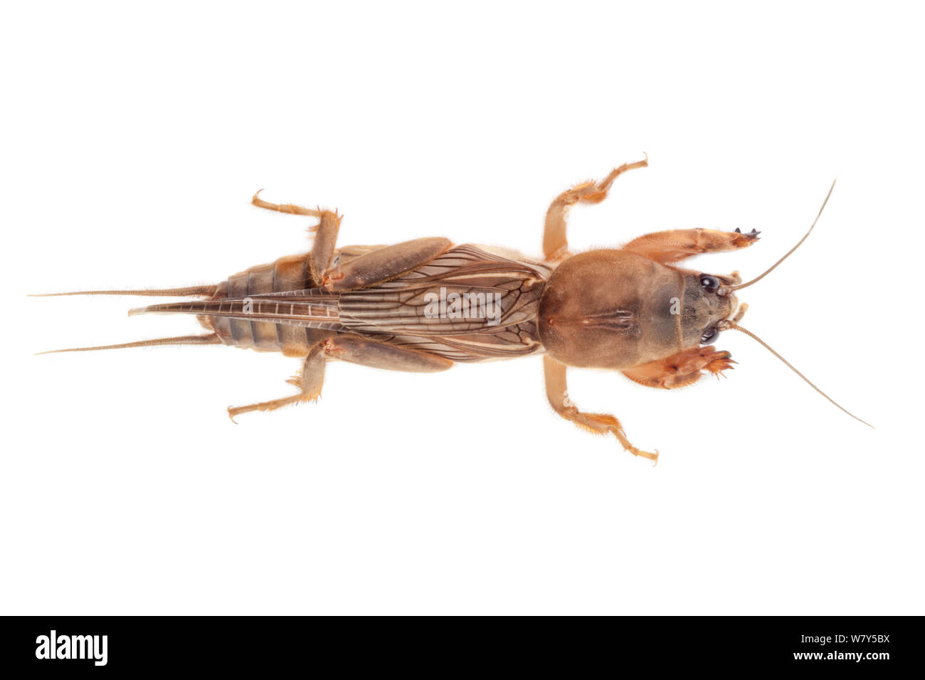 Mole cricket (Gryllotalpidae) showing shovel-like forelimbs that are well adapted to burrowing. Danum Valley, Sabah, Borneo. Stock Photo