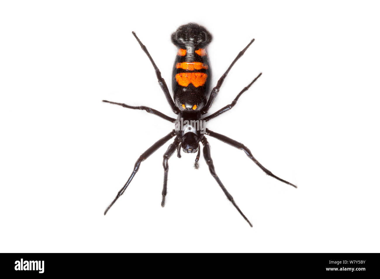 Black and orange orb-weaver spider (Araneidae) Maliau Basin, Sabah, Borneo. Stock Photo