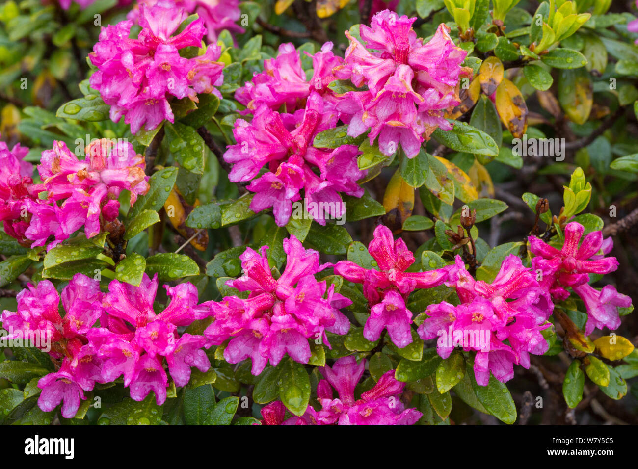 Alpenrose (Rhododendron ferrugineum) Nordtirol, Austrian Alps, July. Stock Photo