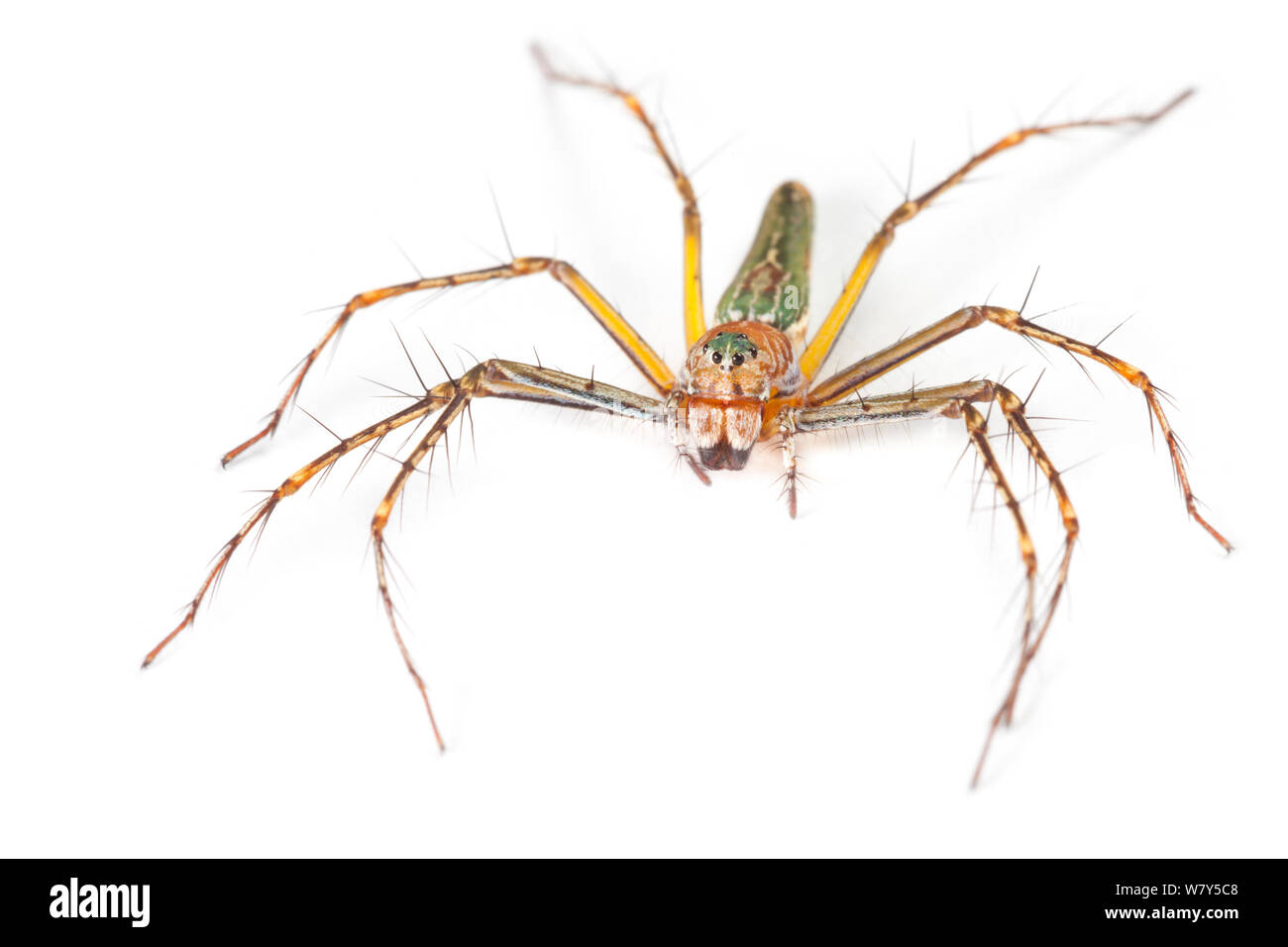 Lynx spider (Oxyopidae) Danum Valley, Sabah, Borneo. Stock Photo