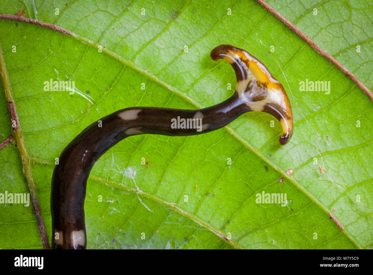 Terrestrial flatworm (Planariidae) Danum Valley, Sabah, Borneo. Stock Photo