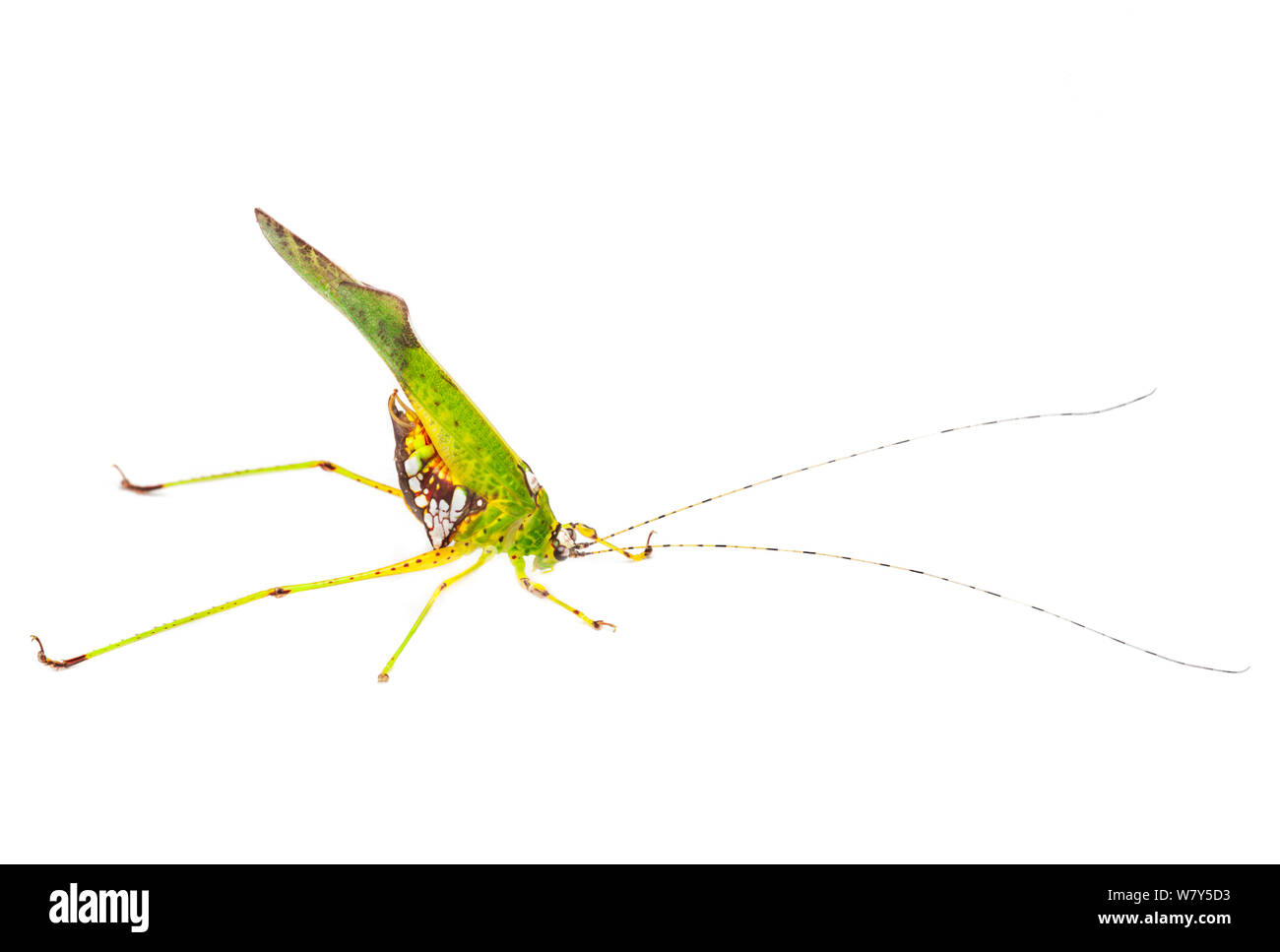Bush cricket (Tettigoniidae) Danum Valley, Sabah, Borneo. Stock Photo