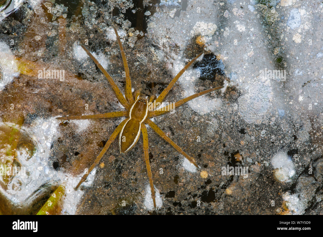 Fen raft spider / Great raft spider (Dolomedes plantarius) subadult