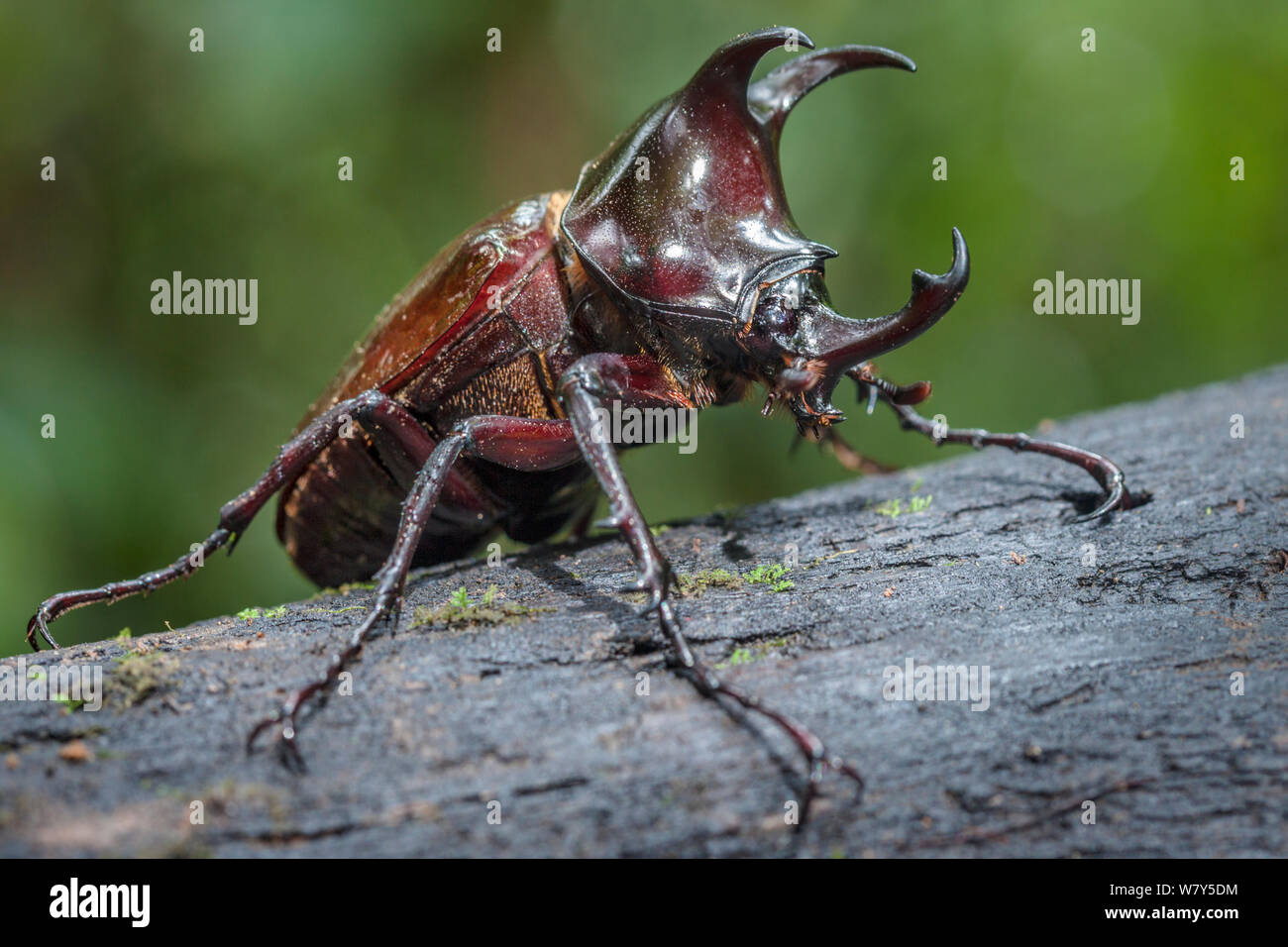 Atlas beetle (Chalcosoma sp) Danum Valley, Sabah, Borneo. Stock Photo