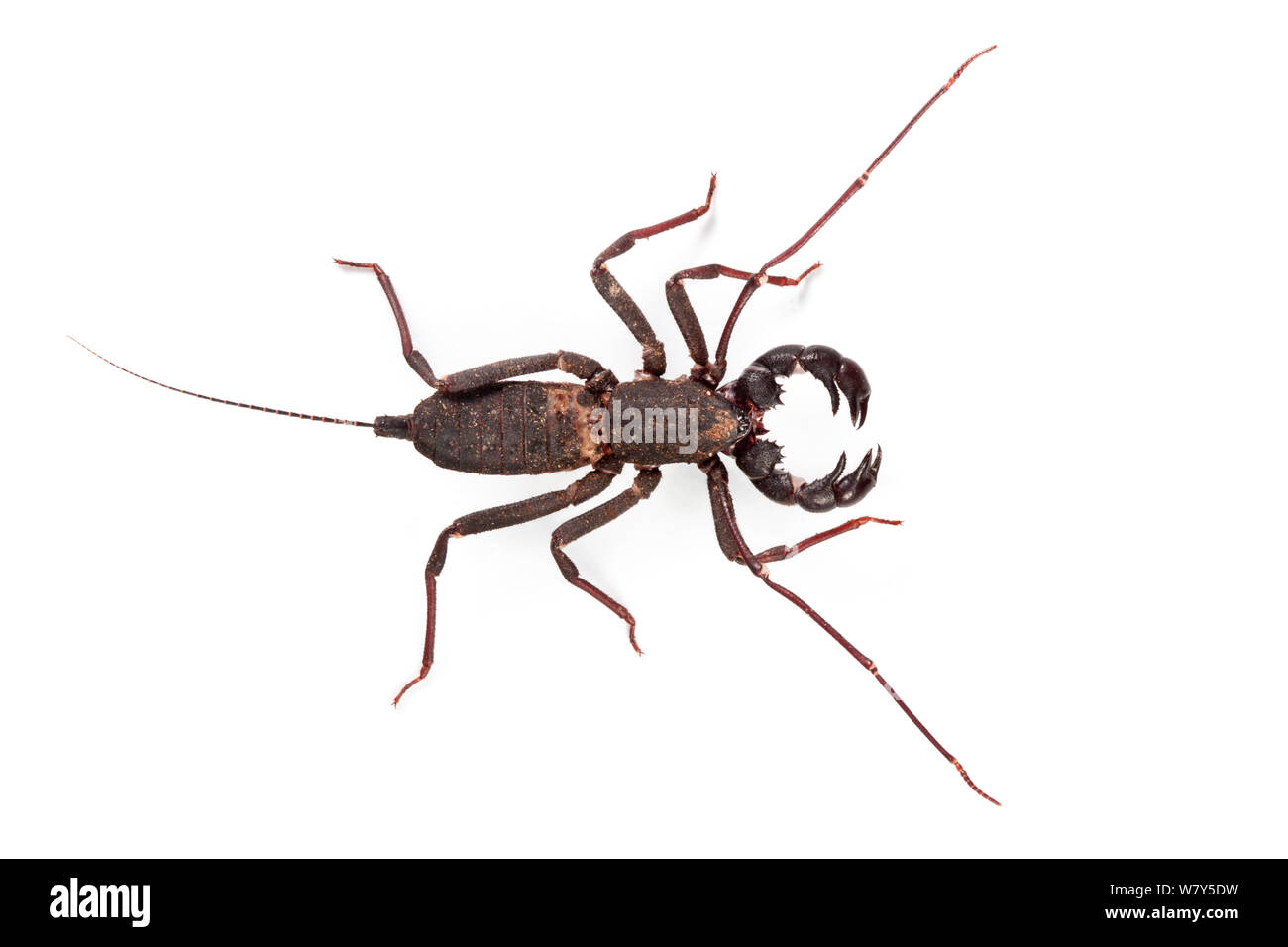 Whip scorpion / Vinegaroon / Uropygid (Thelyphonida) Danum Valley, Sabah, Borneo. Stock Photo
