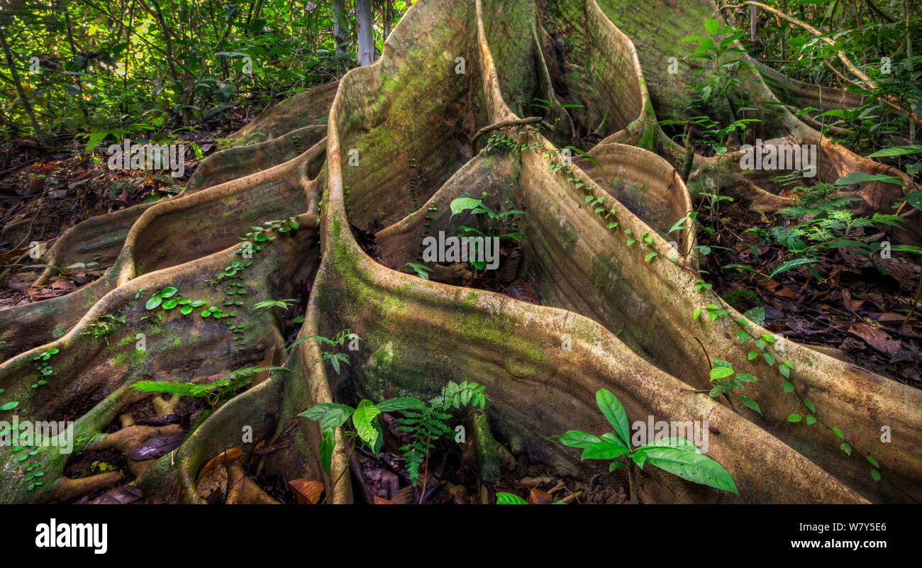 Buttress roots from huge tree (Shorea sp) Danum Valley, Sabah, Borneo. Stock Photo