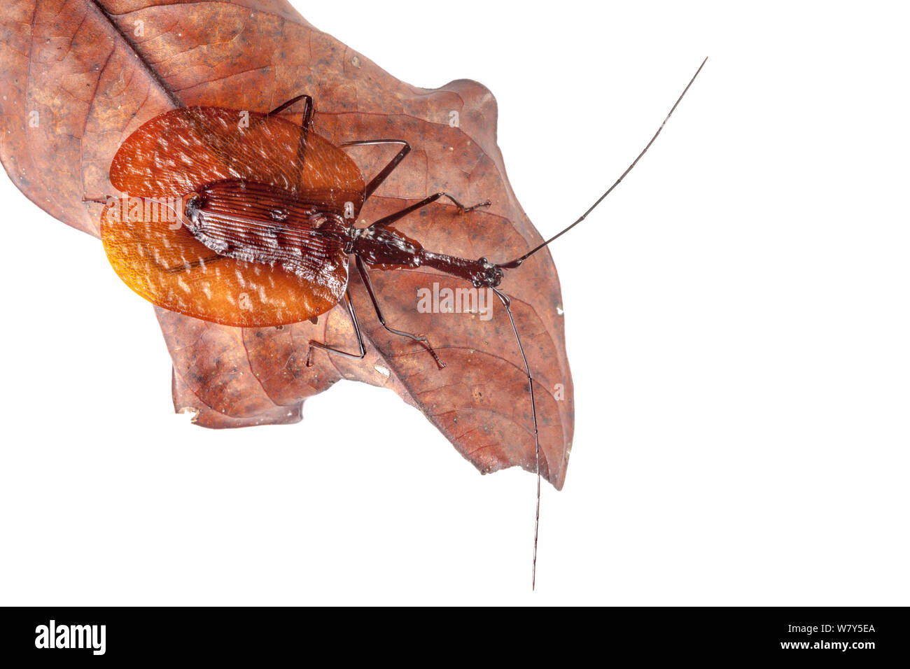 Violin beetle (Mormolyce sp) on leaf, Danum Valley, Sabah, Borneo. Stock Photo