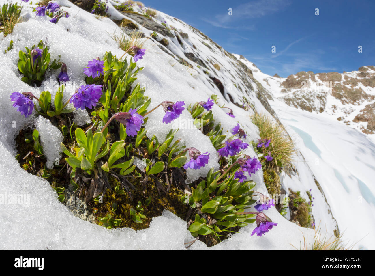 Viscid primrose (Primula latitolia) flowering in snow. Nordtirol, Austrian Alps, July. Stock Photo