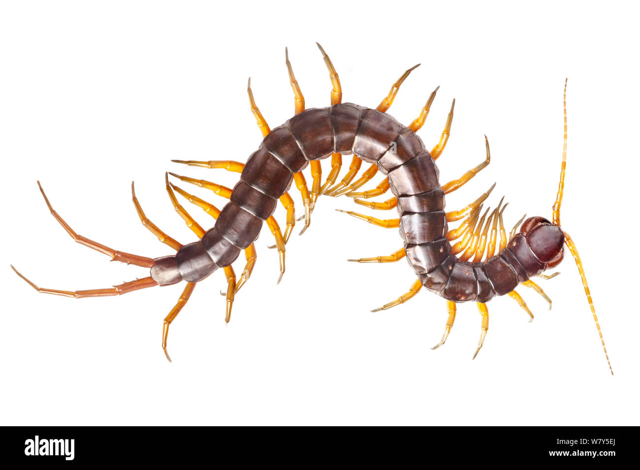 Large Centipede (Chilopoda) Danum Valley, Sabah, Borneo. Stock Photo