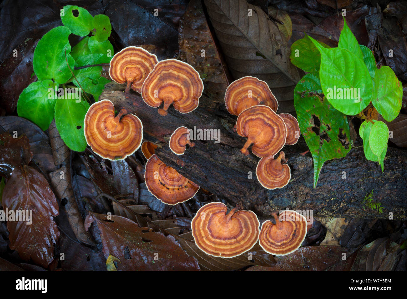 Bracket fungus growing on tree stump in tropical rainforest. Danum Valley, Sabah, Borneo. Stock Photo