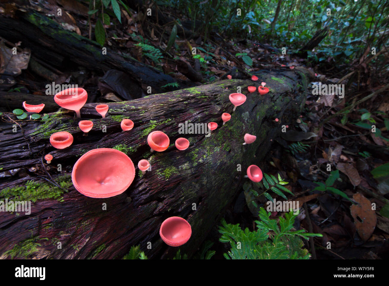 Cup fungi (Cookeina sp) growing on decaying log, Danum Valley, Sabah, Borneo. Stock Photo