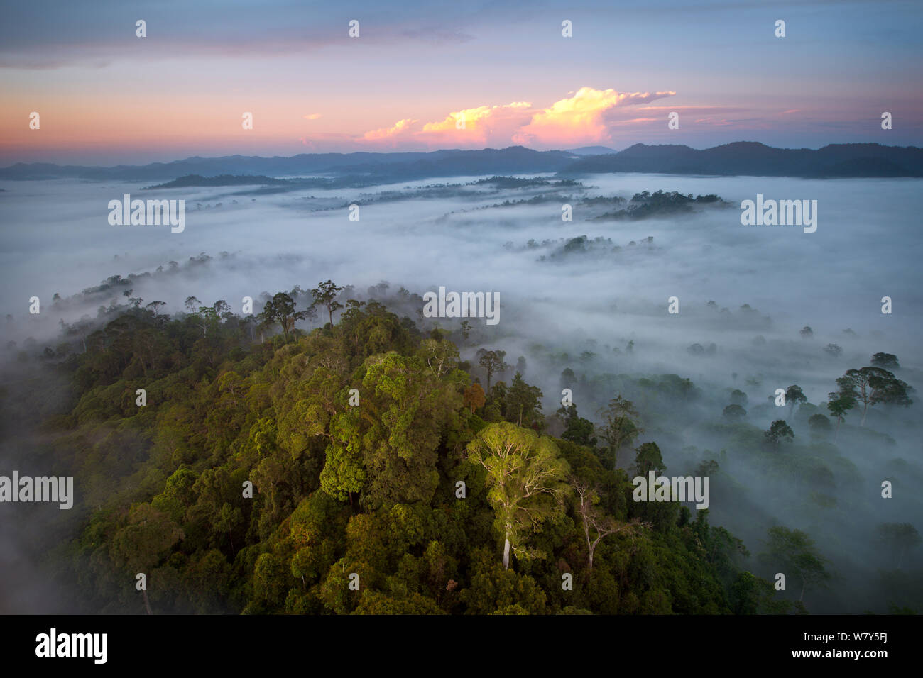Tul Ang Tree Tualang (koompassia excelsa) hi-res stock photography and images - Alamy