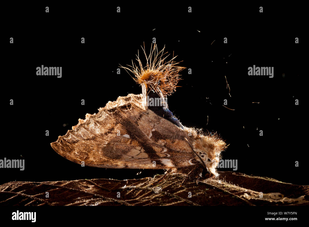 Moth (Dudusa sp) in defensive posture, presenting urticating hairs on tip of abdomen. Danum Valley, Sabah, Borneo. Stock Photo