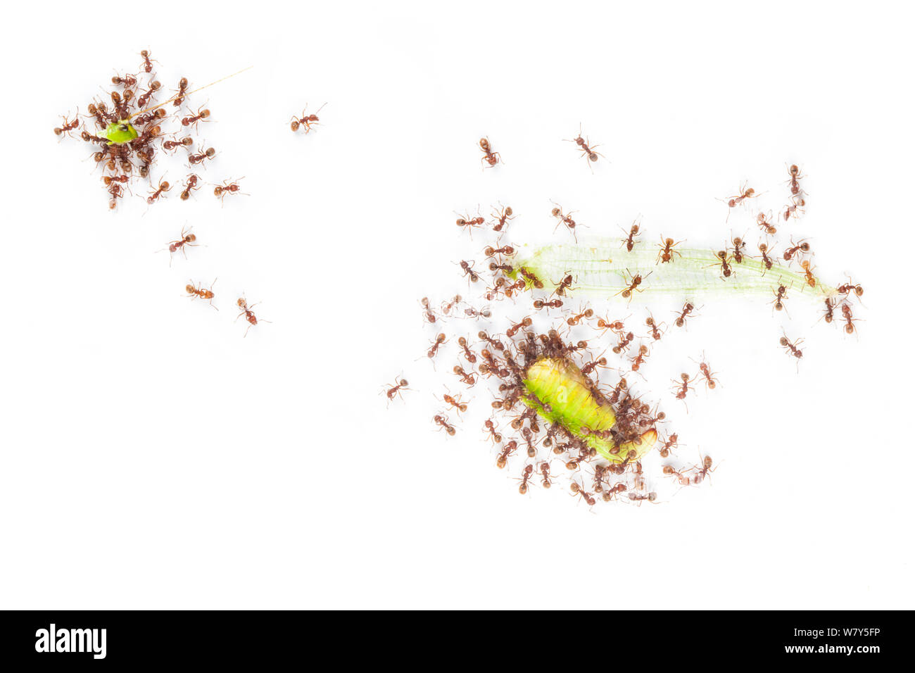 Ants (Formicidae) dismembering a dead cricket. Danum Valley, Sabah, Borneo. Sequence 4/4. Stock Photo