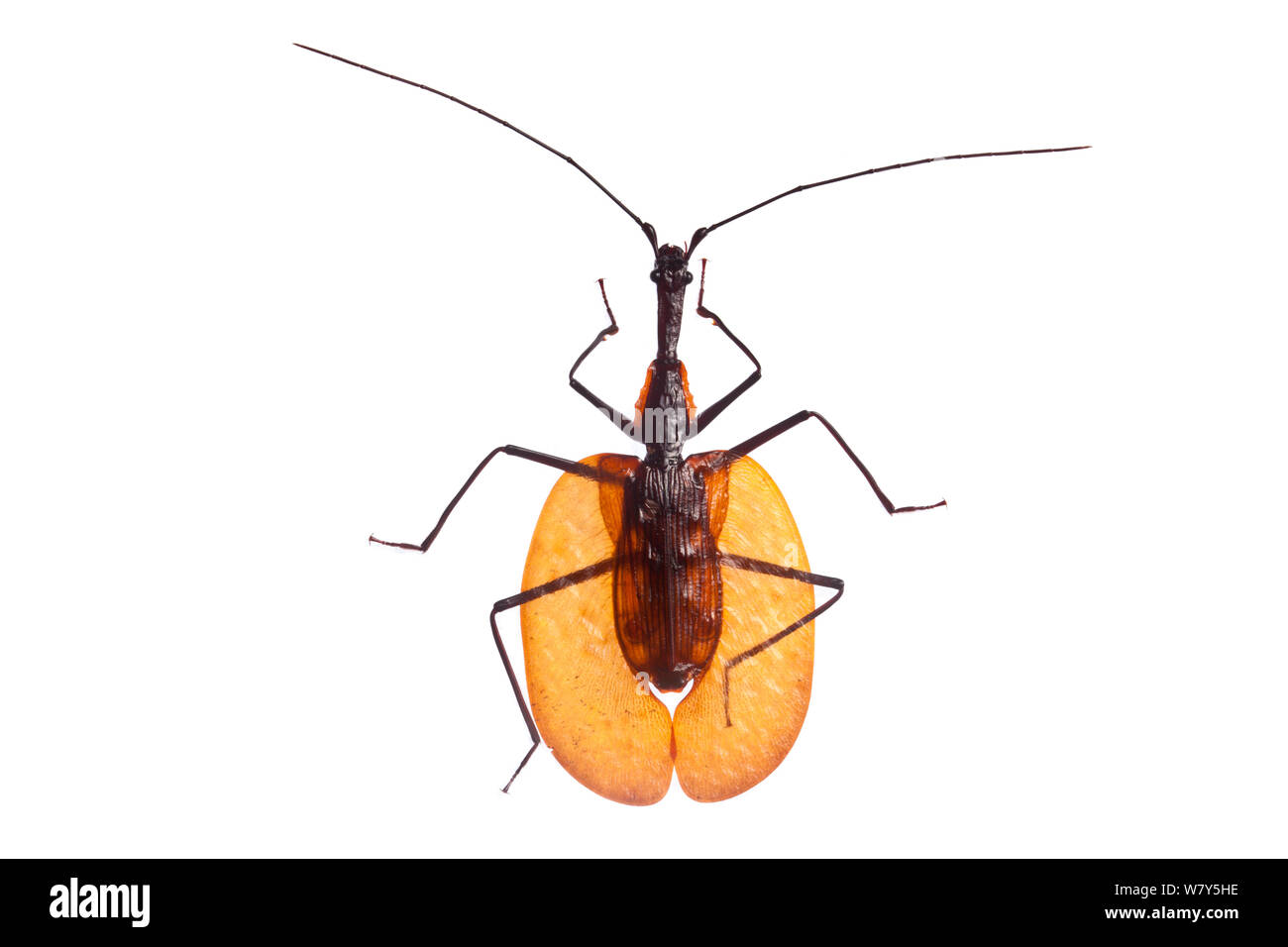 Violin beetle (Mormolyce sp) Maliau Basin, Sabah, Borneo. Stock Photo