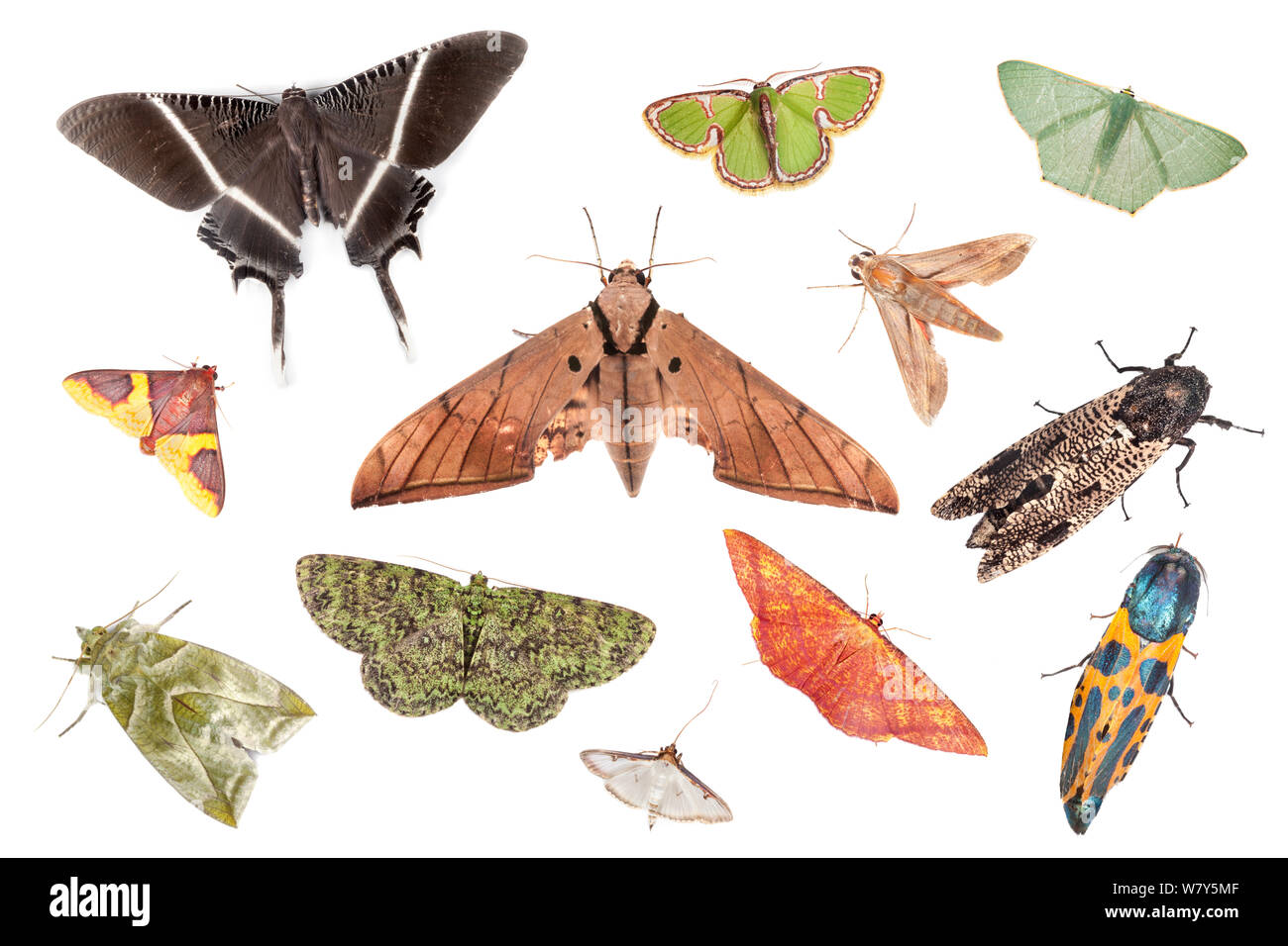 Various species of moth from tropical rainforest, Danum Valley, Sabah, Borneo. Digital composite. Stock Photo