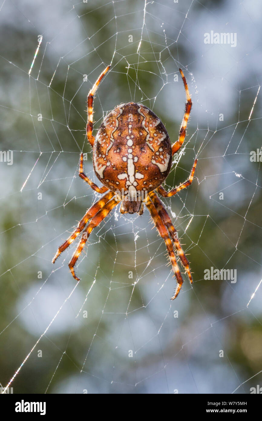 Garden spider (Araneus diadematus) female hanging in web. Peak District National Park, Derbyshire, UK, September. Stock Photo