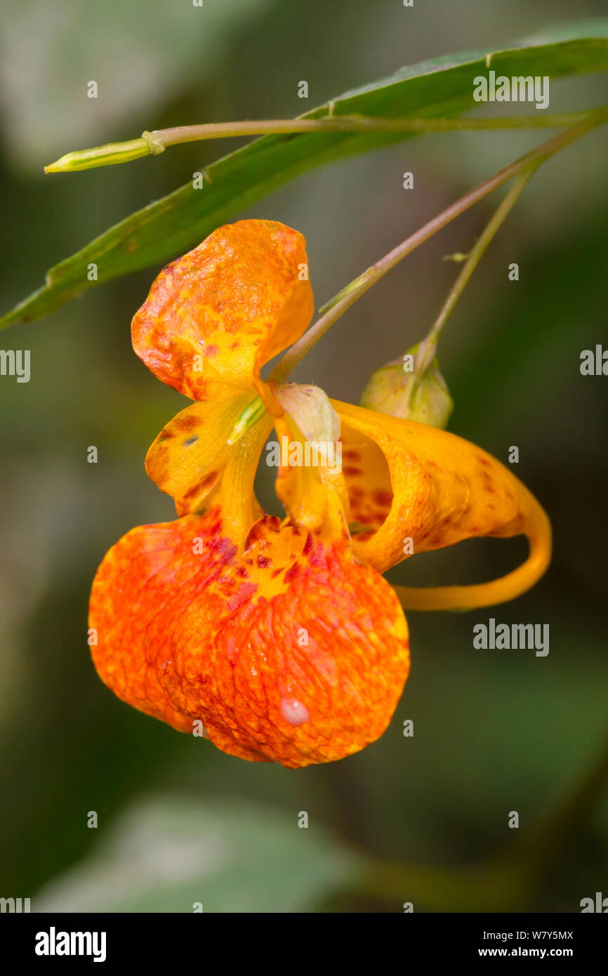 Impatiens biflora hires stock photography and images Alamy