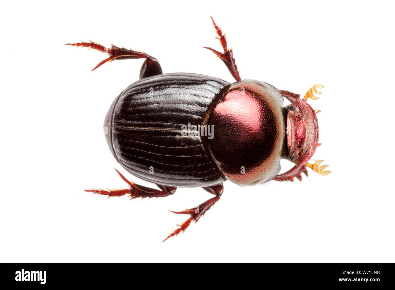 Beetle (Scarabaeidae) Danum Valley, Sabah, Borneo. Stock Photo
