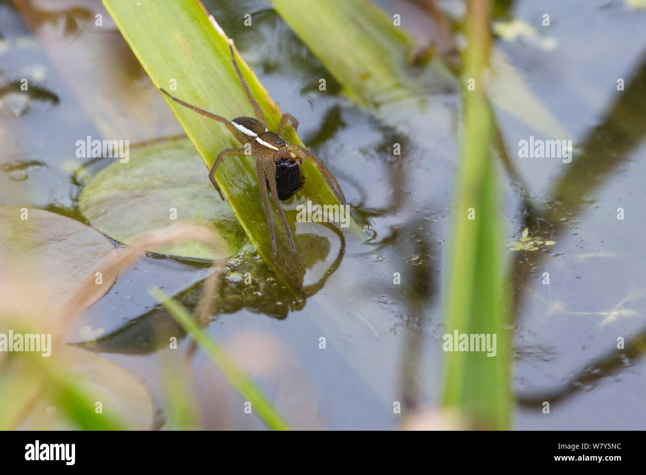 Fen raft spider / Great raft spider (Dolomedes plantarius) subadult
