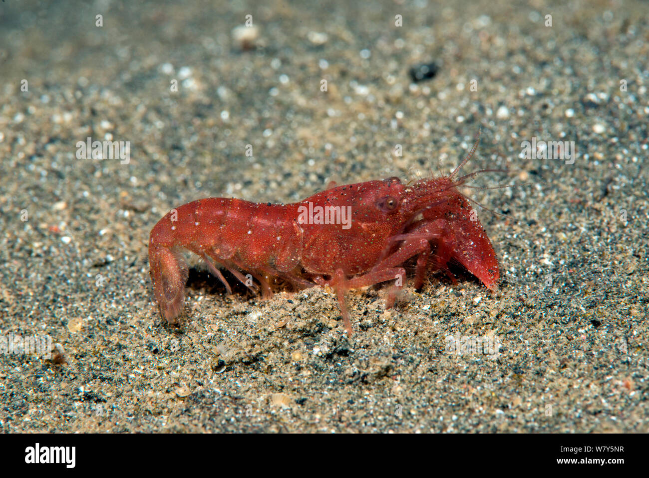Snapping shrimp (Alpheus frontalis) on sand. Lembeh Strait, North Sulawesi, Indonesia. Stock Photo