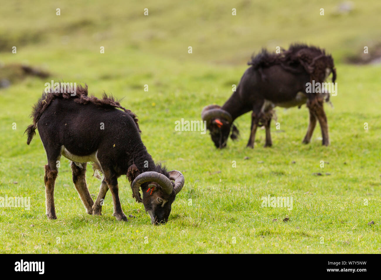 Two Soay sheep (Ovis aries) rams feed on short grass on the main island of Hirta. St Kilda, Hebrides, United Kingdom. June. Stock Photo