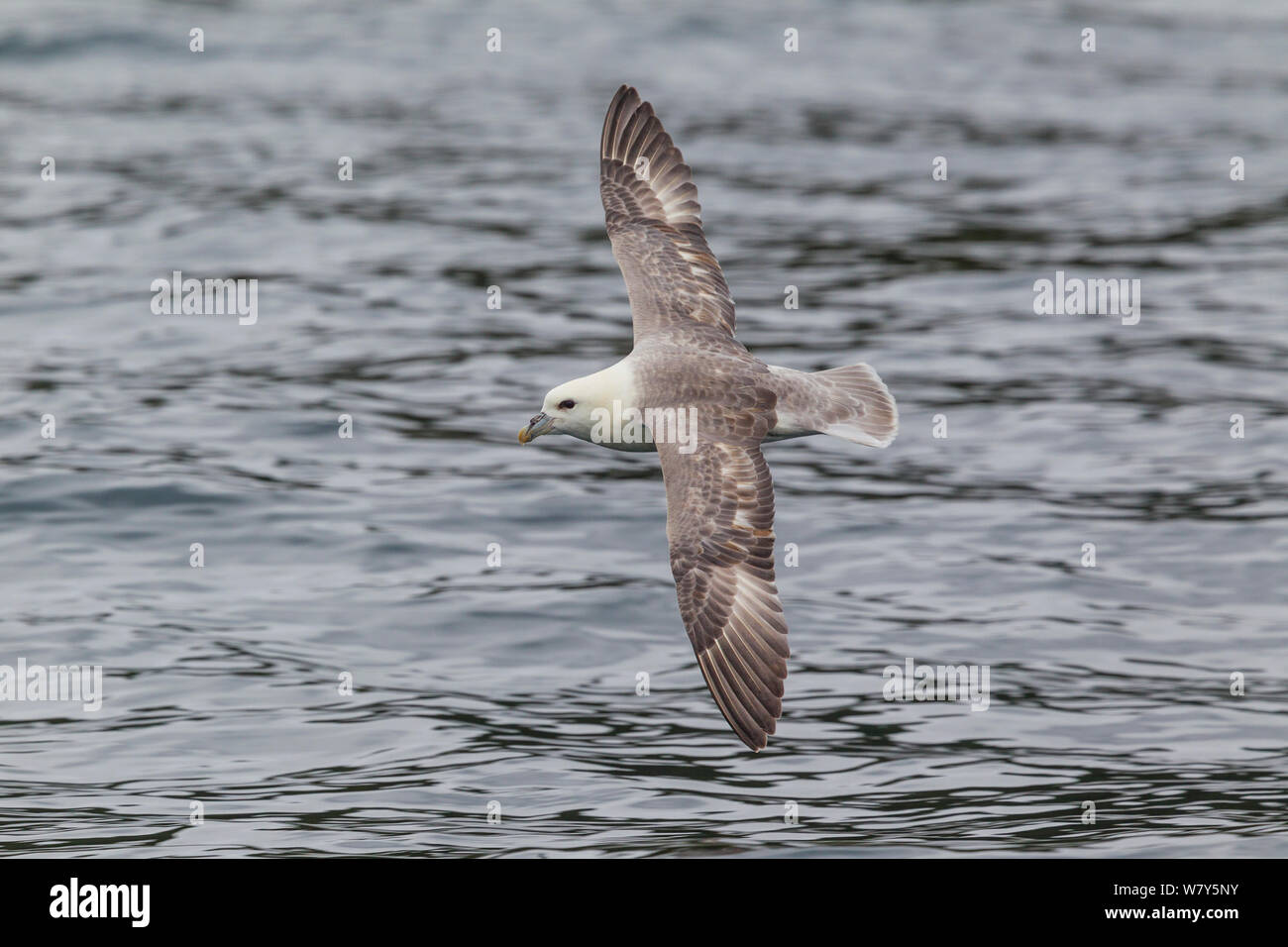 Northern fulmar (Fulmarus glacialis) flying at sea, low over the water showing the upperwing. Foula, Shetland islands, United Kingdom. June. Stock Photo