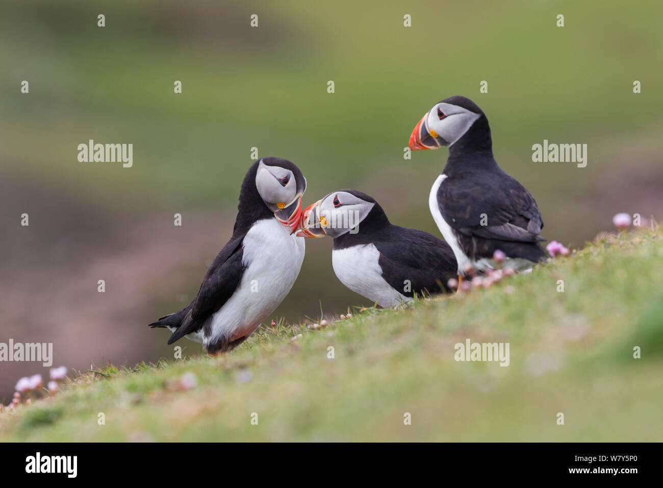 Two Atlantic puffins (Fratercula arctica) court each other, whilst another looks on. Fair Isle, Shetland Islands, United Kingdom. June. Stock Photo