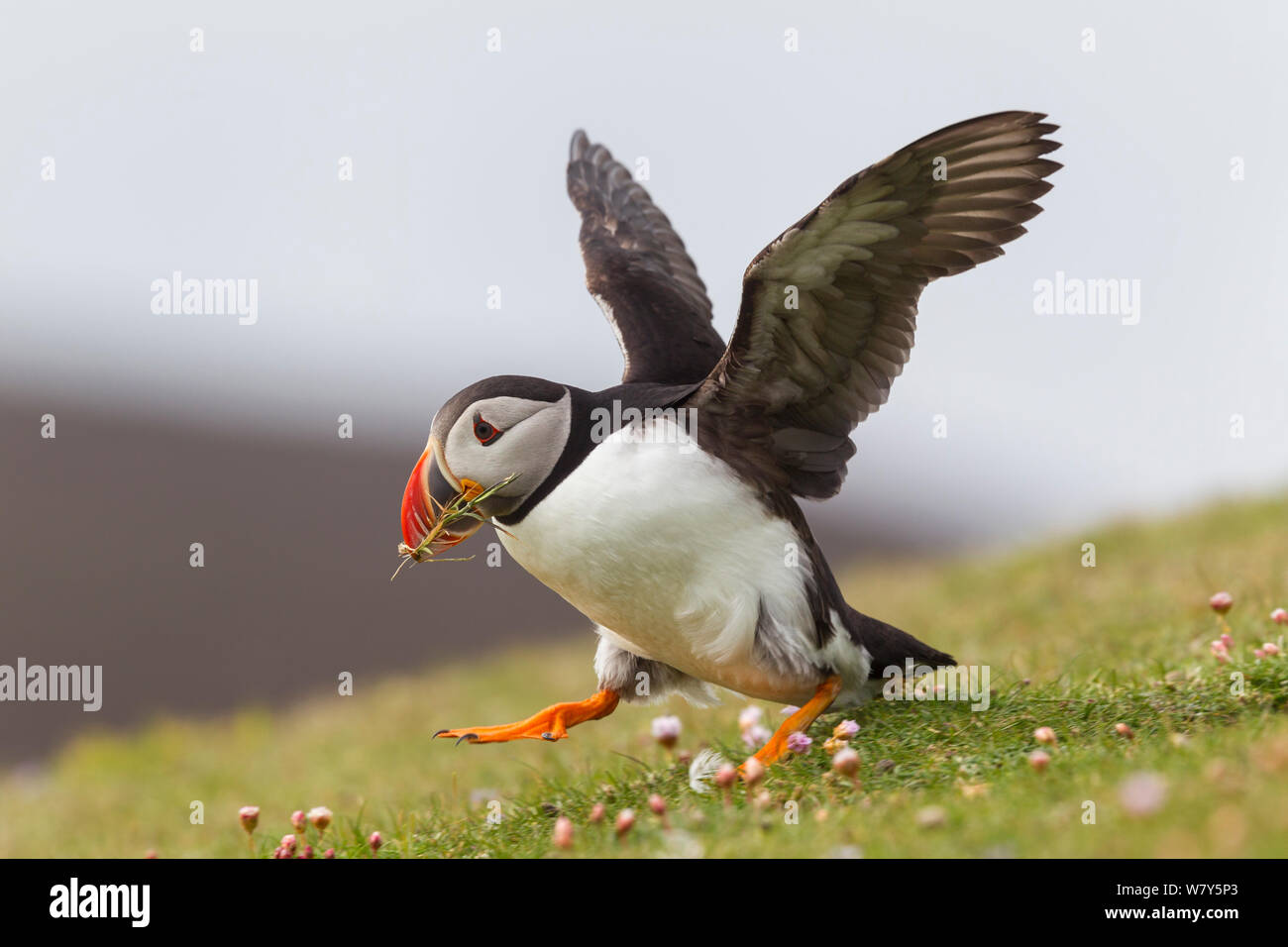 An Atlantic puffin (Fratercula arctica) runs with wings outstretched carrying a beakful of nesting material which it will use to line its nest, Fair Isle, Shetland Islands, United Kingdom. June. Stock Photo
