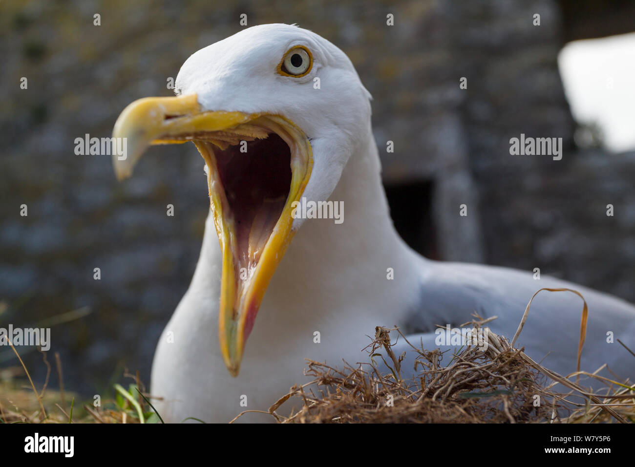 European herring gull (Larus argentatus) with bill wide open as it jabbing at the camera whilst incubating eggs on its nest. Dunnottar Castle, near Aberdeen, Scotland. June. Stock Photo