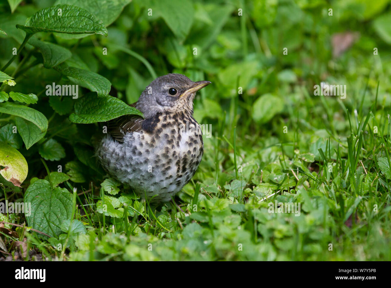 Juvenile fieldfare (Turdus pilaris) crouched on the edge of a lawn. Visby, Gotland Island, Sweden. June. Stock Photo