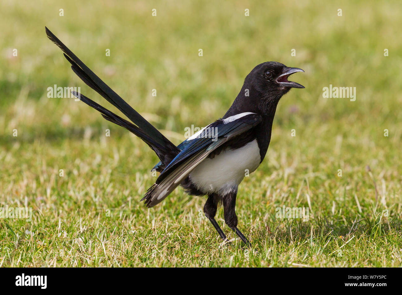 Eurasian magpie (Pica pica) calling with tail cocked and bill wide open, whilst foraging on a lawn in an urban park. Copenhagen, Denmark. June. Stock Photo