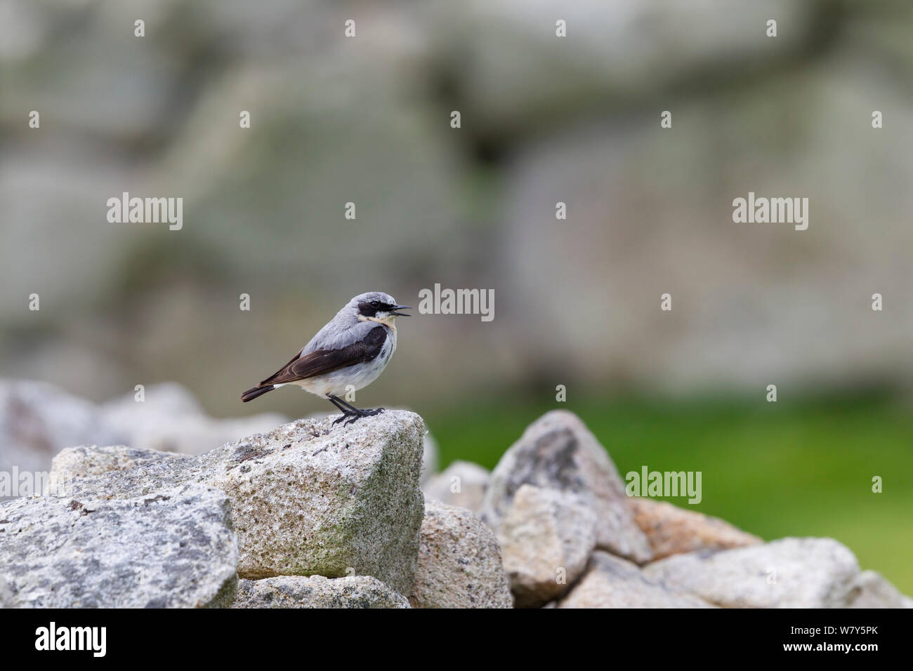 Adult male Northern wheatear (Oenanthe oenanthe) in worn breeding plumage, calling with bill open, from a stone wall. St Kilda, Outer Hebrides, Scotland. June. Stock Photo