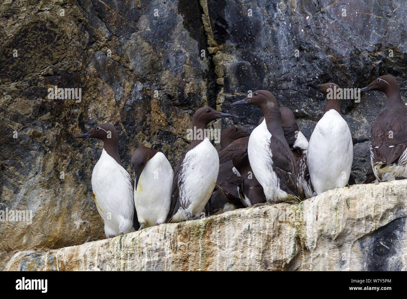 Common guillemots (Uria aalge) crowded onto a breeding ledge. The birds on the left and right are the bridled form of the common guillemot with white around the eye. St Kilda, Outer Hebrides, Scotland. June. Stock Photo