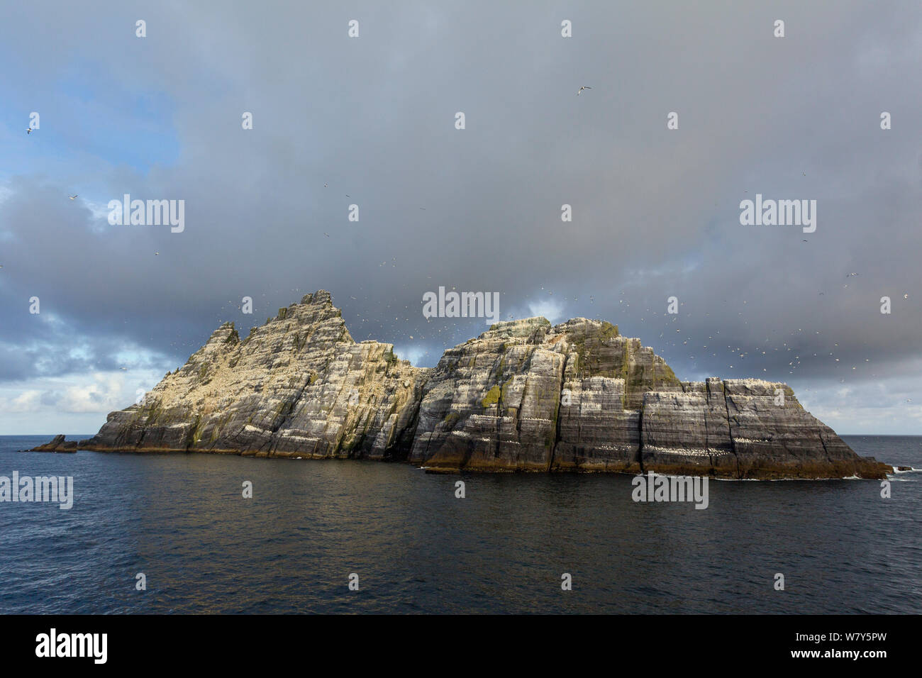 Northern gannet (Morus bassanus) breeding colony on the Old Red Sandstone cliffs, with birds wheeling through the air. Little Skellig in the foreground, County Kerry, Ireland. July. Stock Photo
