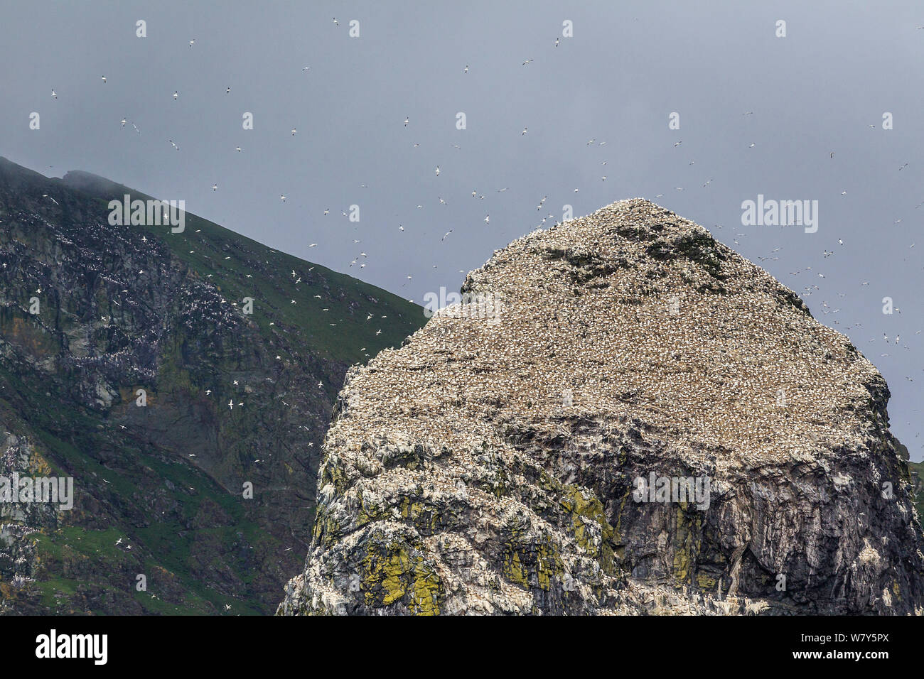 Stac Lee, covered in nesting Northern gannets (Morus bassanus) , with the dark cliffs of Boreray in the background. St Kilda, Outer Hebrides, Scotland. June. Stock Photo