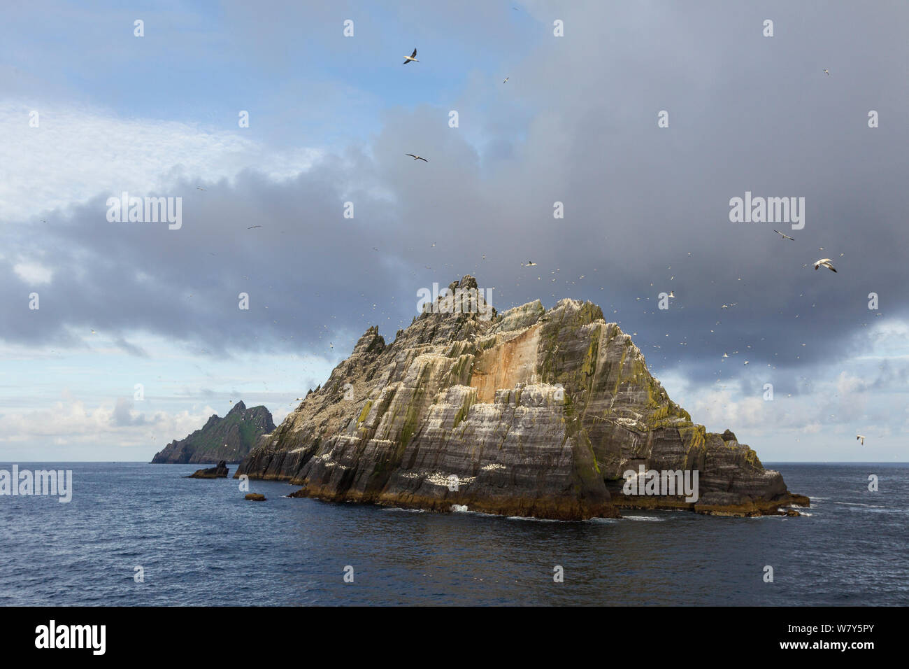Northern gannet (Morus bassanus) breeding colony on the Old Red Sandstone cliffs, with birds wheeling through the air. Skellig Michael in the distance to the left, Little Skellig in the foreground, County Kerry, Ireland. July. Stock Photo