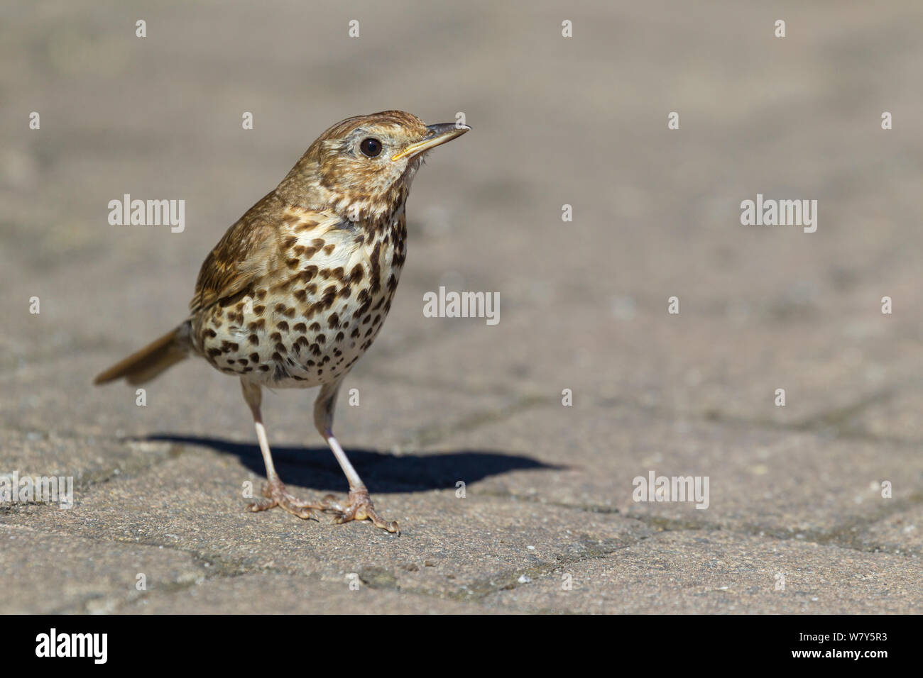 Song thrush (Turdus philomelos) standing on a path. Tresco, Isles of Scilly, United Kingdom. July. Stock Photo