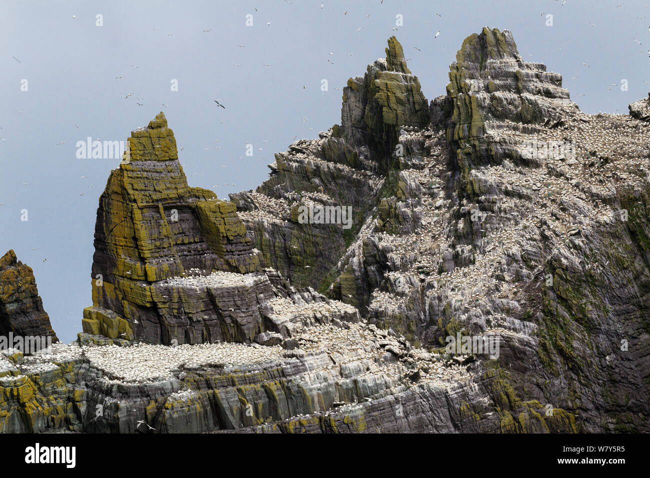 Northern gannet (Morus bassanus) breeding colony on the Old Red Sandstone cliffs of this rugged island, with birds wheeling through the air. Little Skellig, County Kerry, Ireland. July. Stock Photo