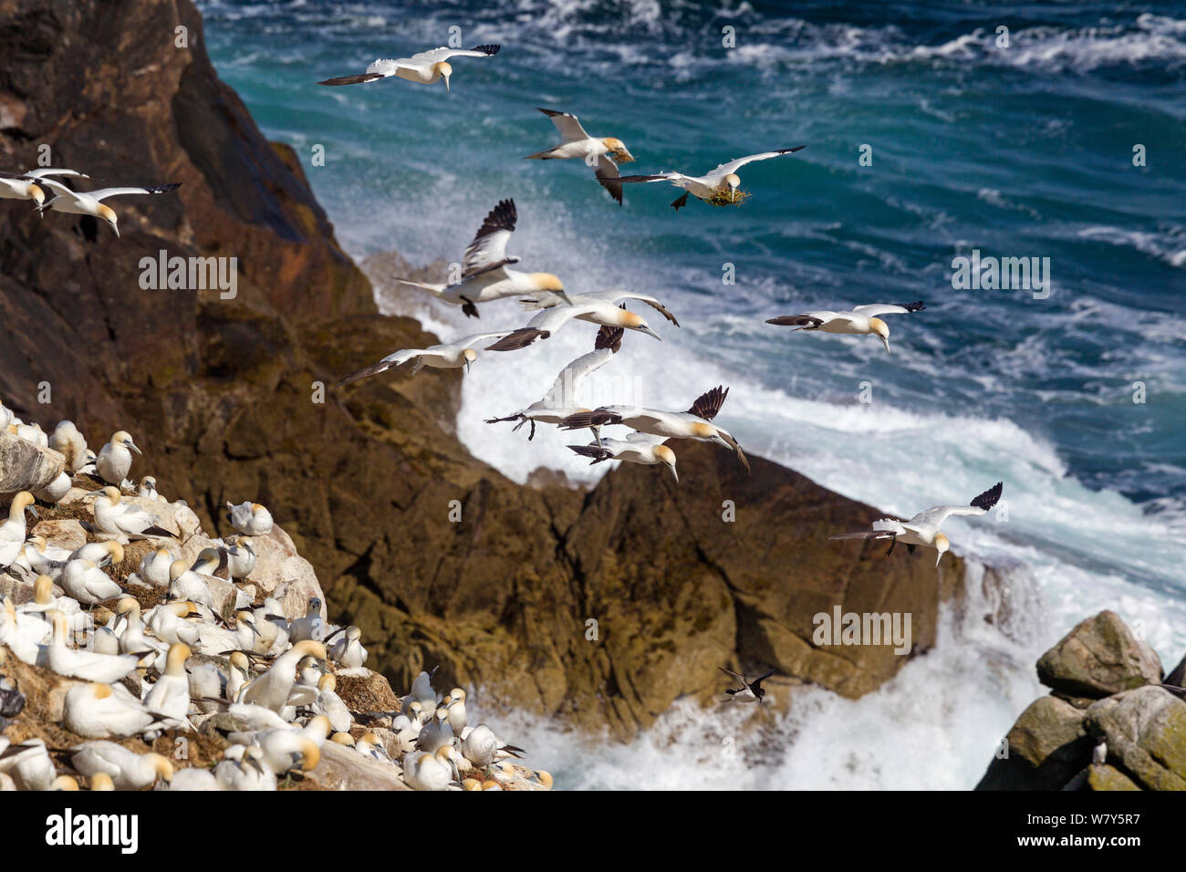 Northern gannets (Morus bassanus) hang in the air over the breeding colony full of activity. Great Saltee, County Wexford, Ireland. July. Stock Photo