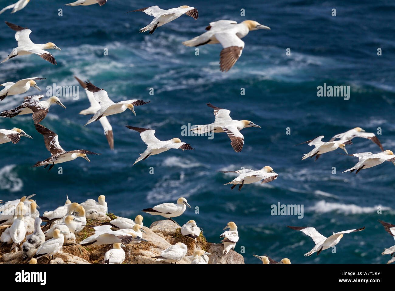 Northern gannets (Morus bassanus) hovering in the air over the breeding colony. Most are adults, but the mottled birds to the middle left are immature birds. Great Saltee, County Wexford, Ireland. July. Stock Photo