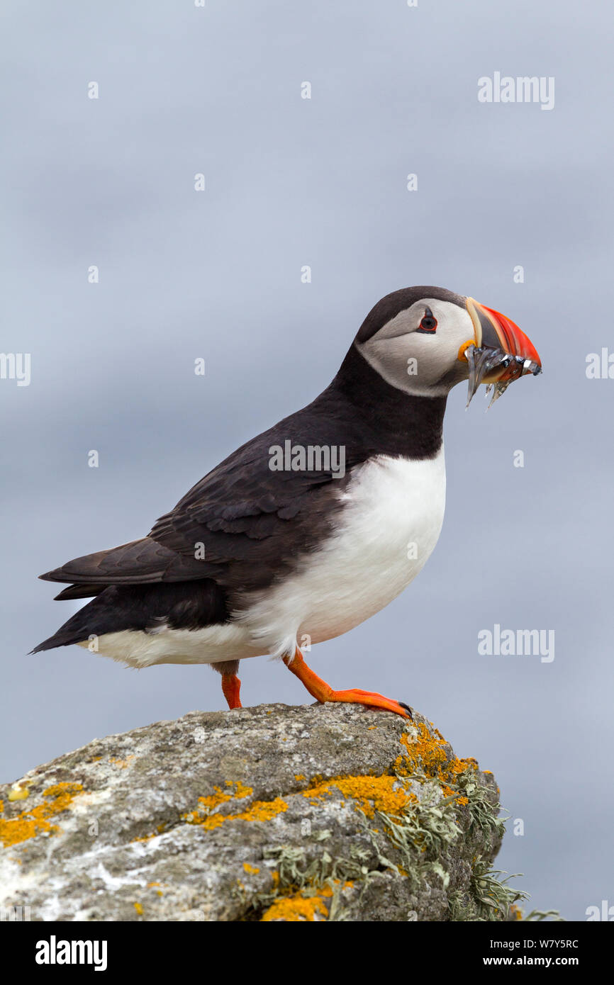 Atlantic puffin (Fratercula arctica) standing on a rock on the edge of the nesting cliff, with a beakful of sandeels (Ammodytidae). Flannan Isles, Outer Hebrides, Scotland. July. Stock Photo