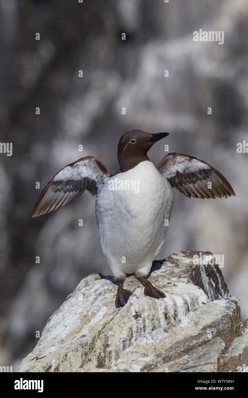 Common guillemot (Uria aalge) bridled form, with the white ring around the eye. Standing on a rock on the edge of a cliff and flapping its wings. Isle of May, Firth of Forth, Scotland. July. Stock Photo