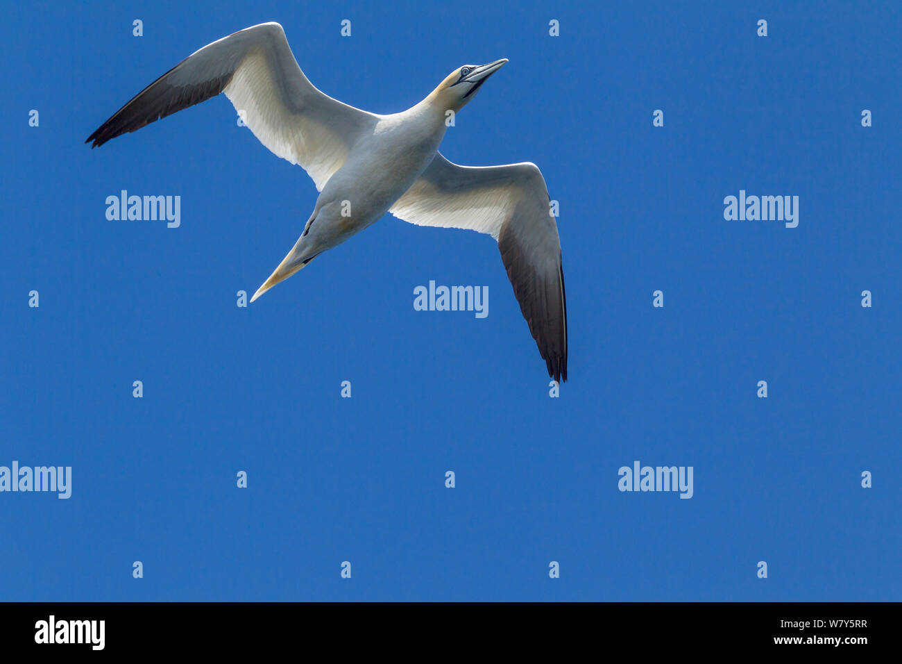Northern gannet (Morus bassanus) in flight against a clear blue sky, Bass Rock, Firth of Forth, Scotland. July. Stock Photo