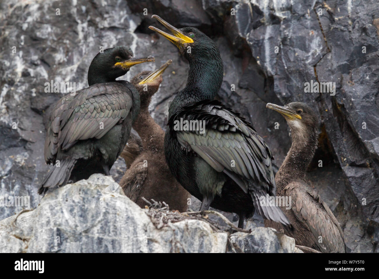 Adult European shags (Phalacrocorax aristotelis) (centre and left) , with three chicks in the nest. Flatey, West Fjords, Iceland. July. Stock Photo