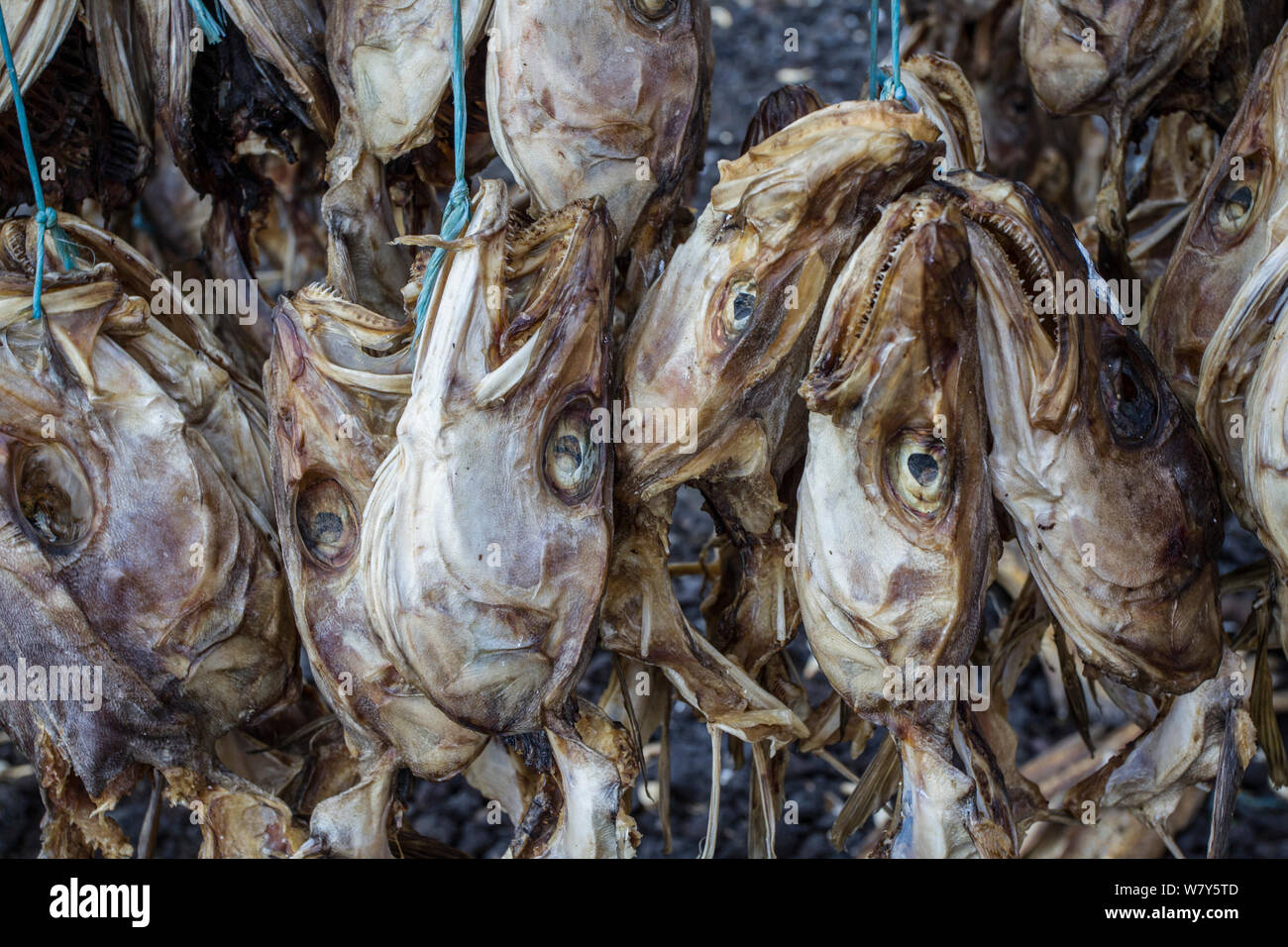 Atlantic cod (Gadus morhua) heads and skeletons drying on racks. Most of these are destined for markets in Nigeria. Reykjavik, Iceland. August. Stock Photo