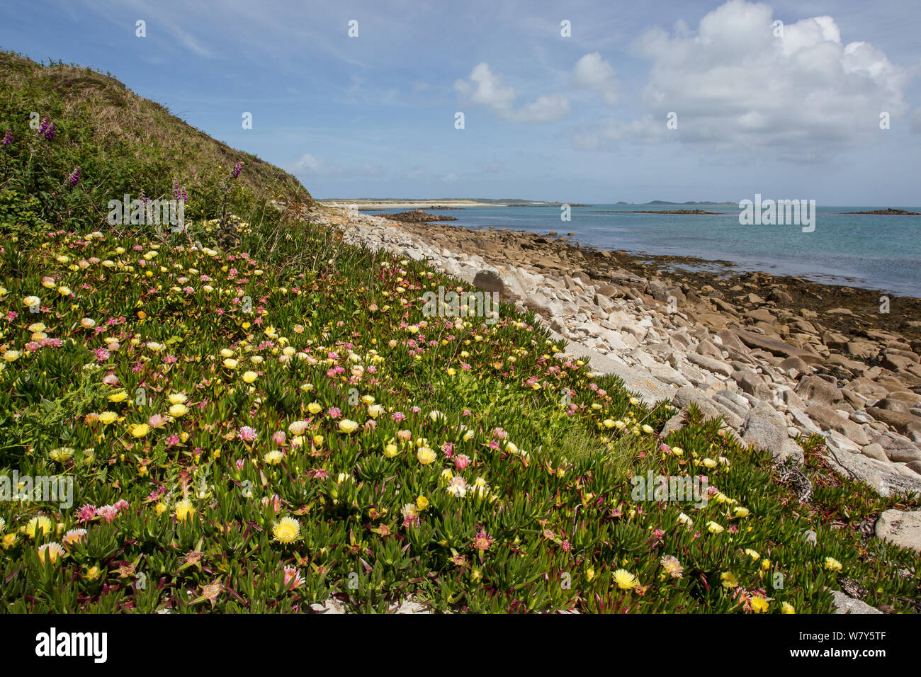 Introduced and invasive Hottentot fig or ice plant (Carpobrotus edulis) flowering along the base of the dunes. Tresco, Isles of Scilly, United Kingdom. May. Stock Photo