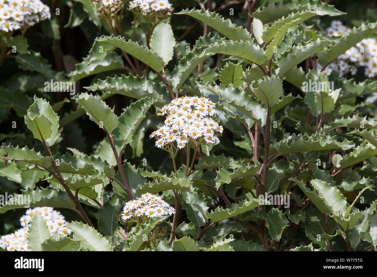 New Zealand or Mountain holly (Olearia macrodonta) in full flower. St Agnes, Isles of Scilly, United Kingdom. May. Cultivated species naturally endemic to New Zealand. Stock Photo