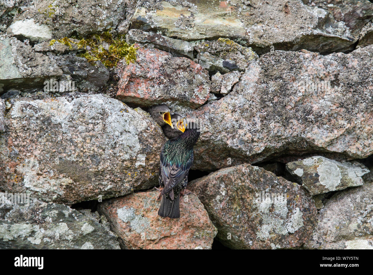 Common starling (Sturnus vulgaris) nestlings begging to be fed at the nest in a stone wall. Iona, Inner Hebrides, Scotland. May. Stock Photo