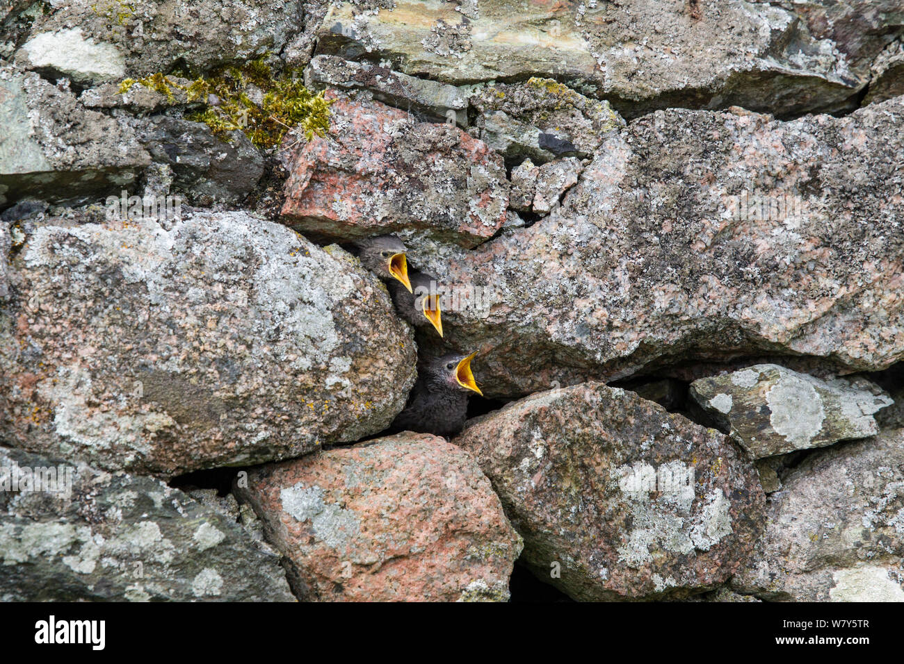 Common starling (Sturnus vulgaris) nestlings peering out from their nest in a stone wall, Iona, Inner Hebrides, Scotland. May. Stock Photo